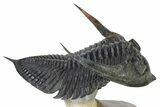 Flying Zlichovaspis Trilobite - Atchana, Morocco #325664-1